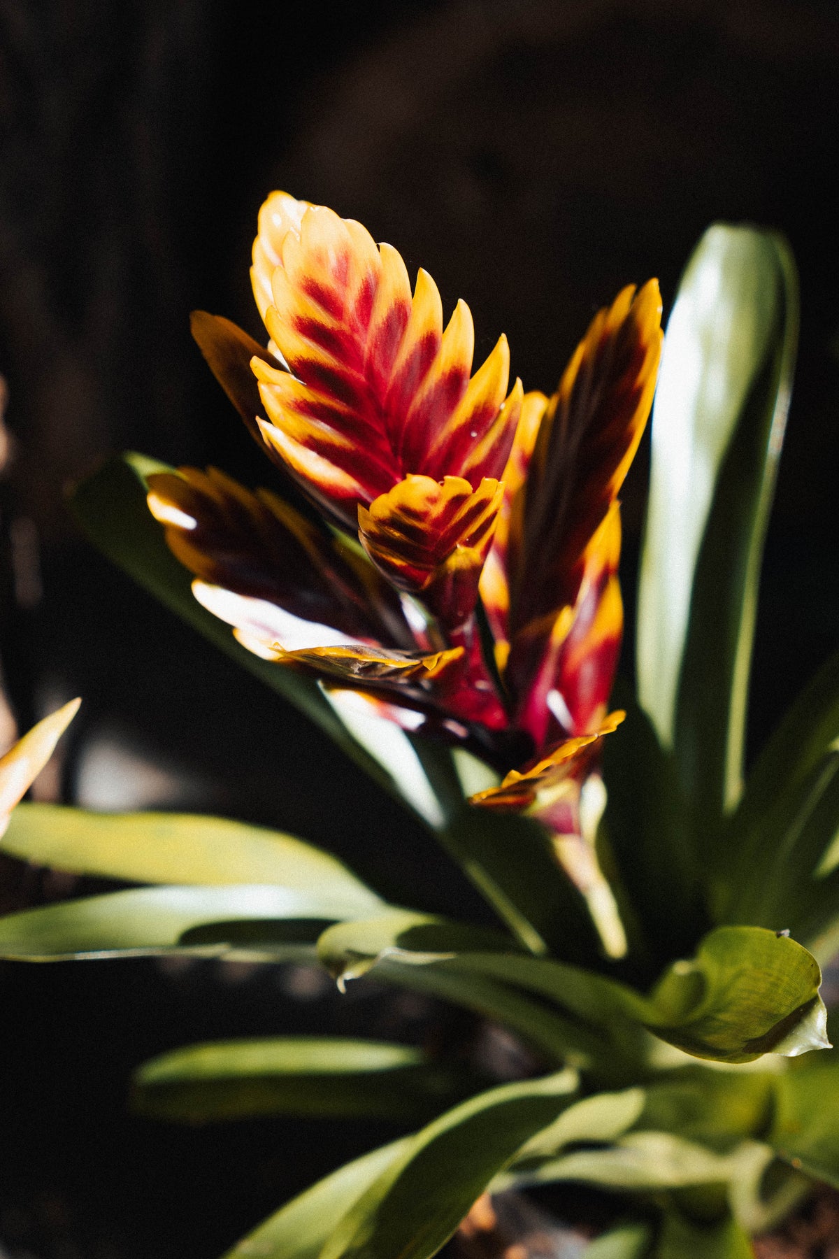 PLANTS