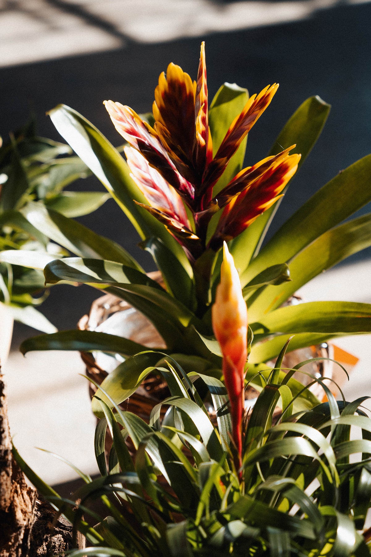 Botanic Lab DFlowers