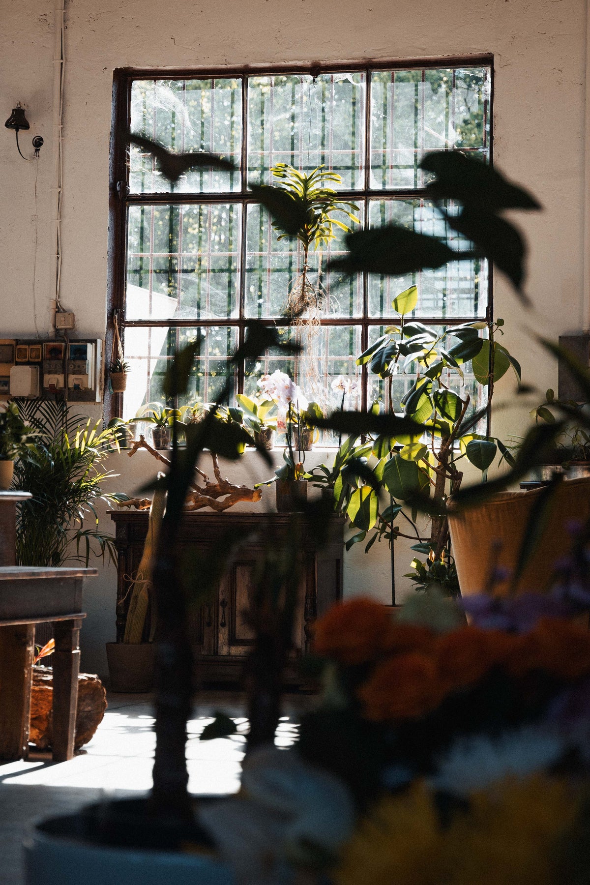 BOTANIC LAB